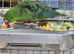 Stunning Lineolated Parakeets