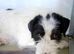 STELLA – A LITTLE SOUL LEARNING TO TRUST