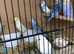 Baby budgies