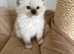 Stunning gccf  chocolate mitted ragdoll boy