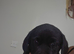 Labrador puppies available