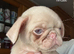 KC reg Pink Pug Puppies ready to leave