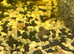 Baby bristlenose plecos