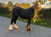 Black cob filly