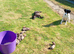 EU X black hybrid polecats