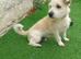 Westie x terrier
