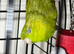 Baby parakeets
