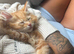 Ginger fluffy kitten