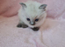 Ragdoll Kittens** READY NOW **