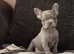 French bulldog puppies ready to go there forever homes