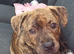 Staffy Female 3 Months Old