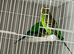 Balckface splite balckwing male splite balckface femle