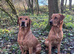 **Fox Red Labrador for Stud**