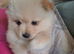 Stunning pomeranian