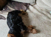 Beautiful Little Yorkie Boy **Ready Now**