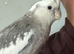 Male cockatiel 3yo