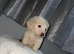 READY NOW LONGHAIRED MINI CREAMS