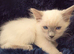 Stunning ragdoll kittens