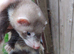 Sliver  kits