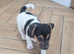 Jack Russell pups