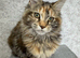 XXL Champion TICA Registered Maine Coon Kittens