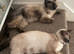 Beautiful Siamese x Ragdoll Kittens