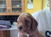 Exceĺent cockerpoo puppies 1 male