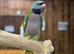 Derbyan parrot