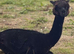 10 month old male alpaca