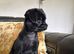 griffon puppy for sale