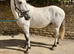 Handsome 16.1 Highlander x TB Gelding 6 yrs old