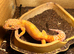Two female leopard Geckos with 3ft viv