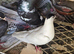 Afghani pigeons in Southall