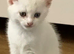 Ragdoll cross kittens