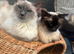 Ragdoll kittens
