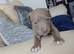 Staff cross shar pei pupps