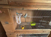 Breeding pair of exhibitions budgies