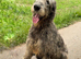 KC Irish Wolfhound Puppies
