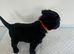 Adorable Jack tzu puppies