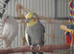 Grey normal cockatiel