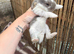 2 Pure French Lop Does Left