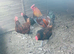 Quartet of Derbyshire red caps