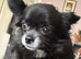 2 dogs rehoming must go together