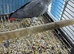 Breeding male African grey
