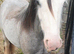 Silver - Sweet Blue Blagdon Cob Yearling Gelding