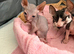 Beautiful Sphynx boy left