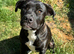 Trained Staffy-Bullmastiff Female