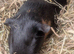 2 bonded males to go to a loving home ready now