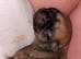 Brussels Griffon