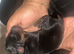 Beautiful Full Doberman Puppies – Ready from 8 Weeks